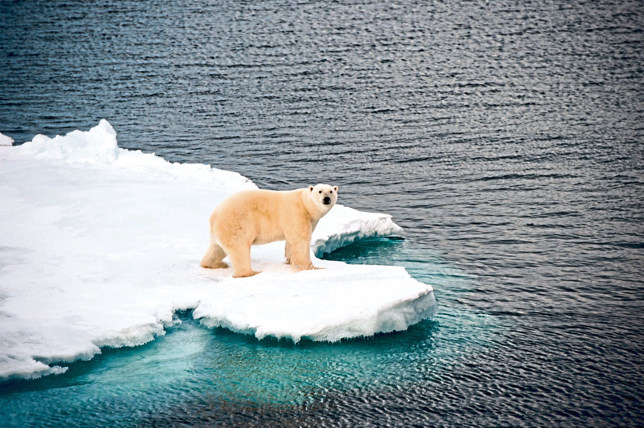 A polar bear in the Arctic