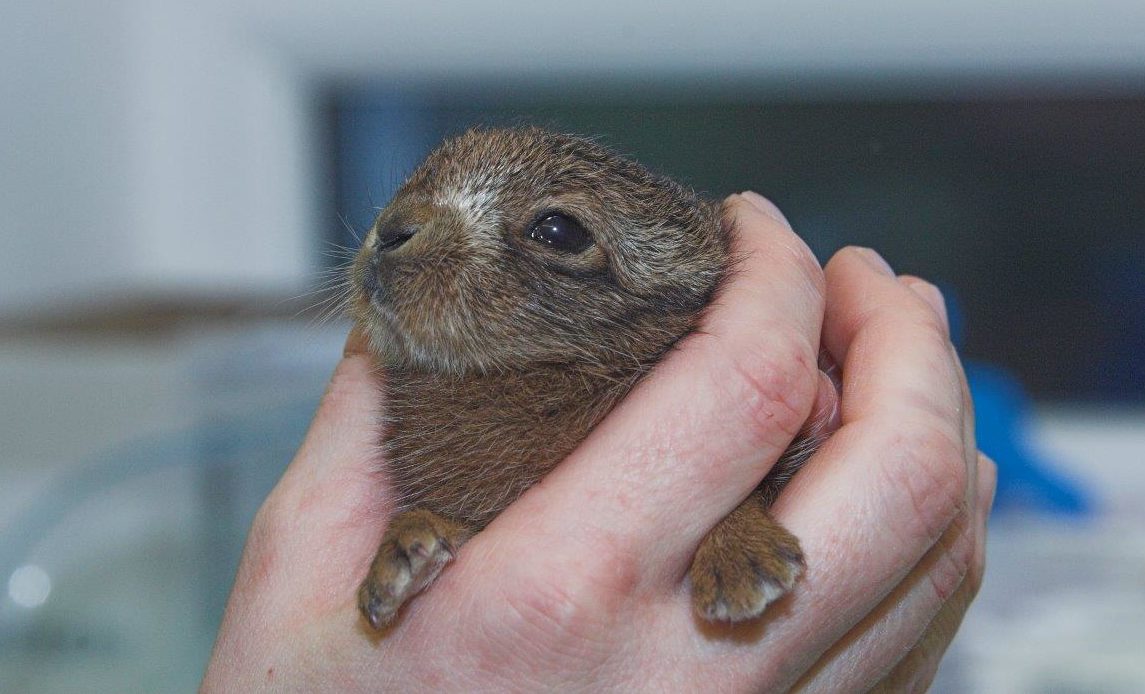 Bently the hare (Scottish SPCA)