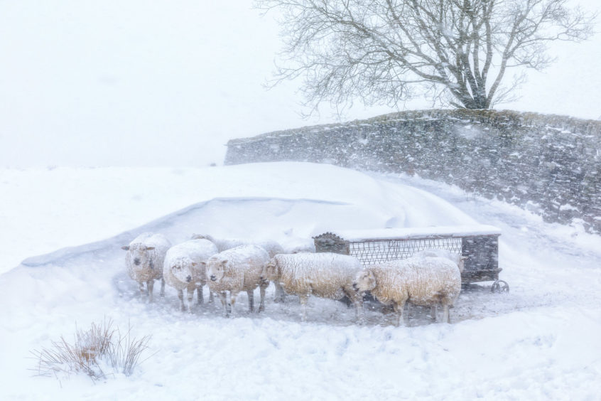 Overall Winner and Light on the Land – Winner Robert Birkby (UK) Near Hebden Bridge, West Yorkshire, England Much of the higher ground in the South Pennines is relatively featureless, but these sheep had found shelter between a snowdrift and dry stone wall. The conditions during this storm were some of the worst I’ve encountered and the gale force wind was driving snow straight at me. I used my trusty 50mm lens with its small front element, cupping my left hand around it as a makeshift lens hood. Holding the camera still in the wind was difficult, so I used a fast shutter speed to keep things sharp and capture the falling snowflakes.