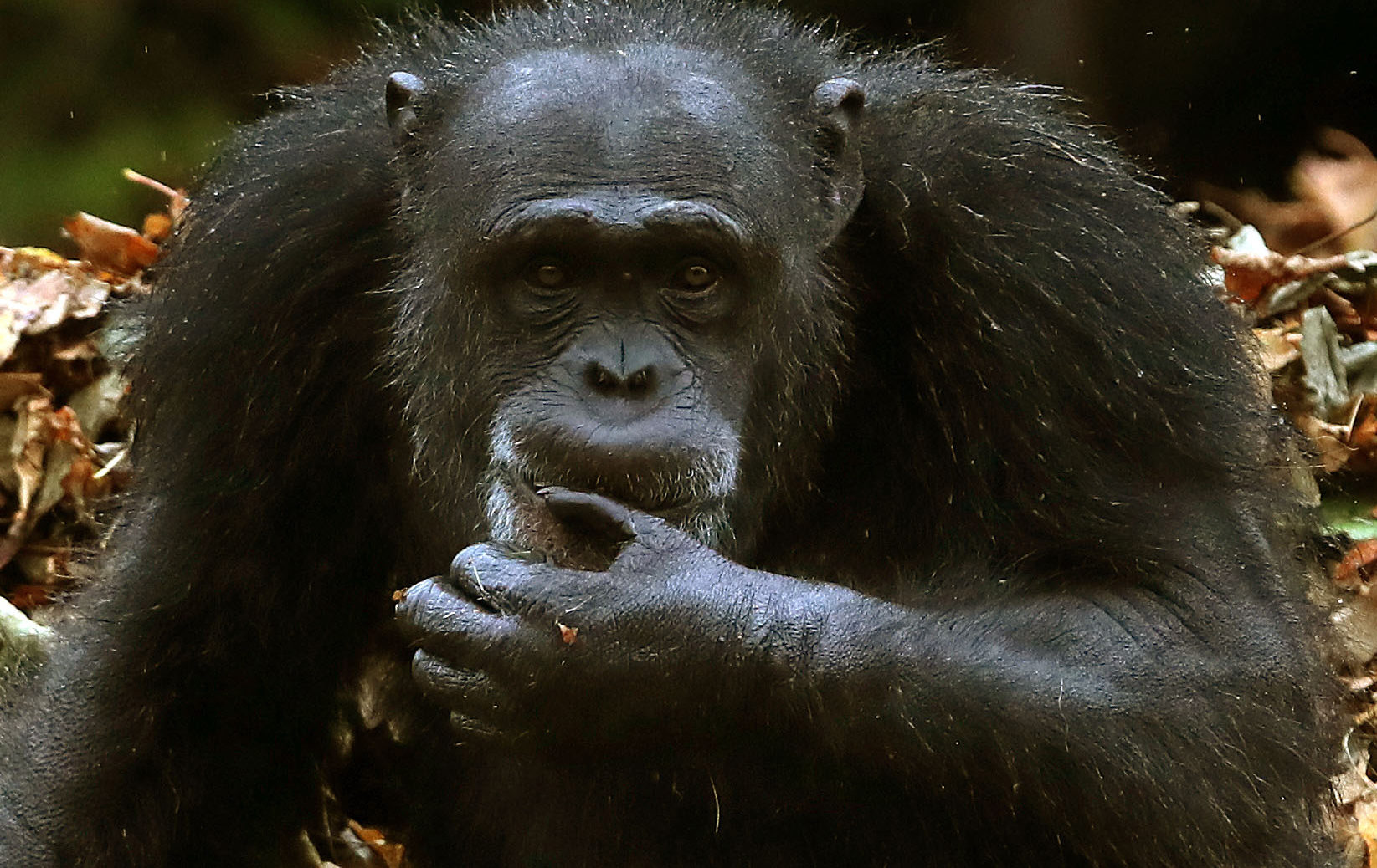 Research has shown that chimp sign language apes the way humans communicate (Andrew Milligan/PA Wire)