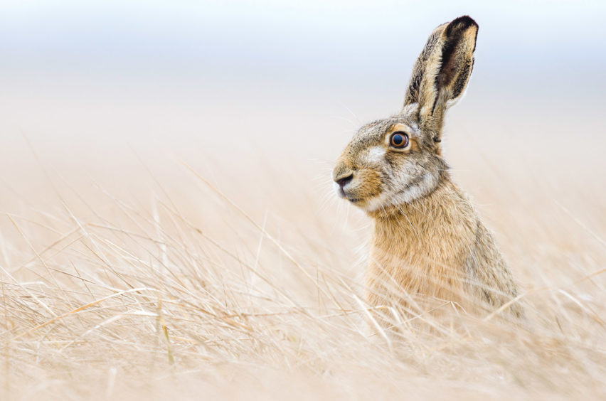 Wildlife Insight – Commended Christoph Ruisz (Austria) Lake Neusiedl region, Austria I took this picture of a European hare (Lepus europaeus) on a cloudy morning in March, during the mating season. When I spotted two hares in a field, I hid behind a tree. After some minutes of waiting, I lay down and started crawling in the direction of them. The hares didn’t realise that I was next to them. Suddenly one of them started running in my direction and stopped only a few metres in front of me. I pressed the shutter release and took the first pictures. He came closer and closer until he was within the minimum focusing distance of my lens.