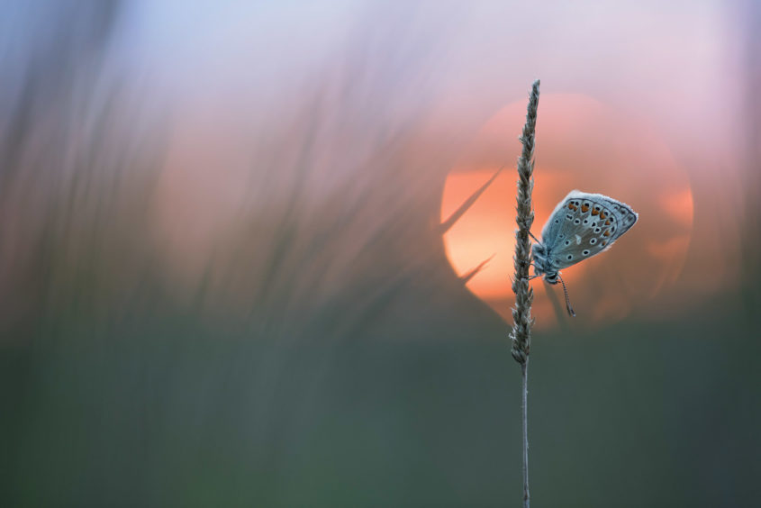 Young Outdoor Photographer of the Year – Runner-up Anya Burnell (UK) Berry Head, Brixham, Devon, England I spotted this common blue butterfly perching on some dry wheatgrass ready to roost as the sun was setting. I set up low in the grass and cleared the area surrounding the subject so there were no distractions in front of the butterfly. Timing was crucial as there was only a brief moment when the sun aligned perfectly behind the butterfly. I really enjoy being among nature in the great outdoors, and this has inspired me to take many photographs of butterflies.