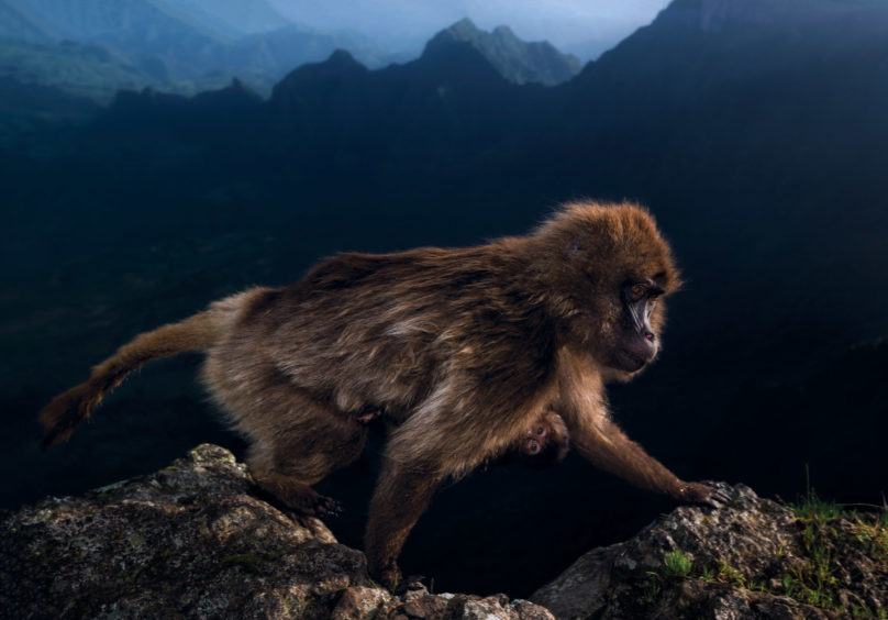 Young Outdoor Photographer of the Year – Winner Riccardo Marchegiani (Italy) Simien National Park, Ethiopia The gelada monkeys are an endemic species to Ethiopia, living mainly in the Simien Mountains in groups that at night find shelter in caves located on steep slopes – some are more than 800m up. These monkeys are very photogenic both for the colour of their thick manes, which are similar to those of lions, and for their red breasts that look like hearts. Every morning they explore the slopes and then return to the caves at sunset.