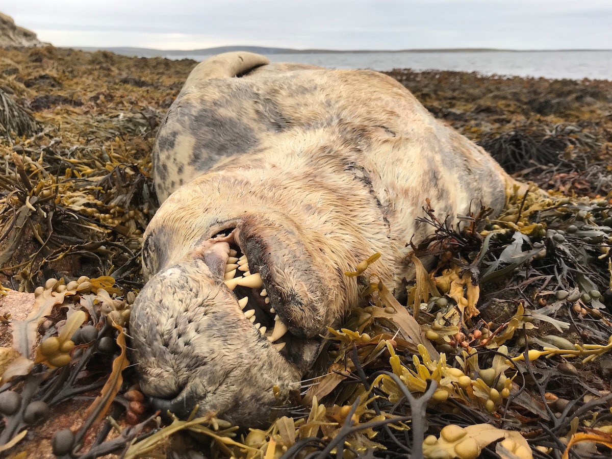 A dead seal shot to protect salmon stocks in Shetland. (Lizzie Daley)