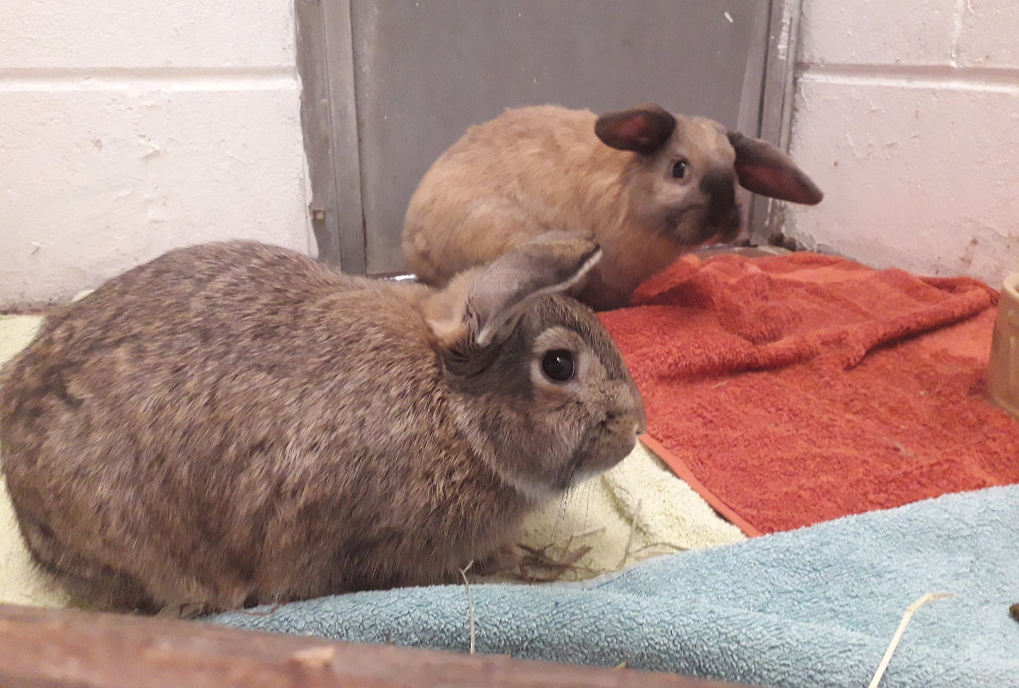 The abandoned rabbits (Scottish SPCA)