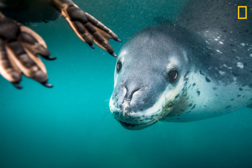 PHOTO AND CAPTION BYRITA KLUGE/ 2019 NATIONAL GEOGRAPHIC TRAVEL PHOTO CONTESTOn my last day in Antarctica, I was posting my last video update, I heard what I was waiting for and documented what was to come. A leopard seal was feeding on a penguin ... Iwas in a 7mm free-diving suit to be more flexible to change positions quickly. A normal encounter would be 20 minutes or so and I wouldn't be too cold afterwards, but this day was different, as we swam with three different leopard seals—brrrr. I felt safebeing so close to the action with my team. Just amazing.