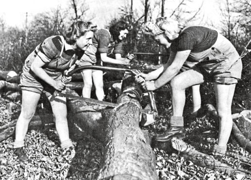 Lumberjills join the war effort, using manual saws to cut trees