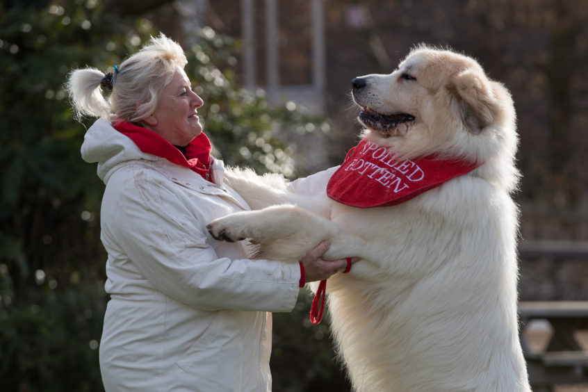 Susan Reilly and her Pyrenean Mountain Dog called Boris at the Birmingham National Exhibition Centre (NEC) for the second day of the Crufts Dog Show