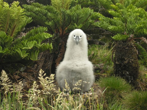 Tristan Albatross chick, one of the many endangered animals around the planet thanks to invasive, human-introduced species.