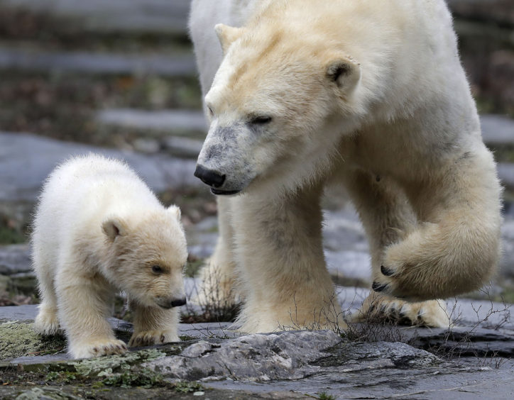 A female polar bear baby walks with its mother Tonja through their enclosure at the Tierpark zoo in Berlin, The still unnamed bear, born Dec. 1, 2018 at the Tierpark, is presented to the public for the first time.