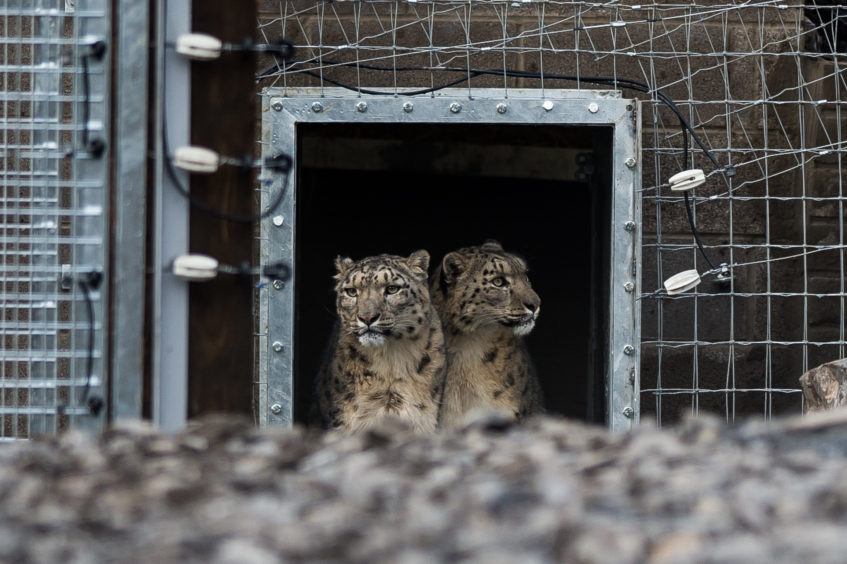 Two six-year-old, female snow leopards, Nela and Aruna, at Five Sister’s Zoo in West Lothian. They were rehomed after a four-year legal battle over ownership