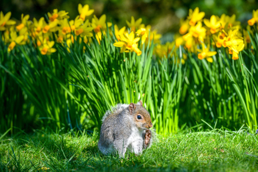 A squirrel forages for nuts among daffodils in full bloom in Royal Victoria Park, Bath, as Britain experienced record-breaking February temperatures