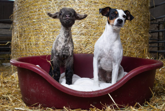 Ivy the Jack Russell terrier adopted an unwell lamb after it was born on her farm. Location: Arnbeg Farm, near Kippen.