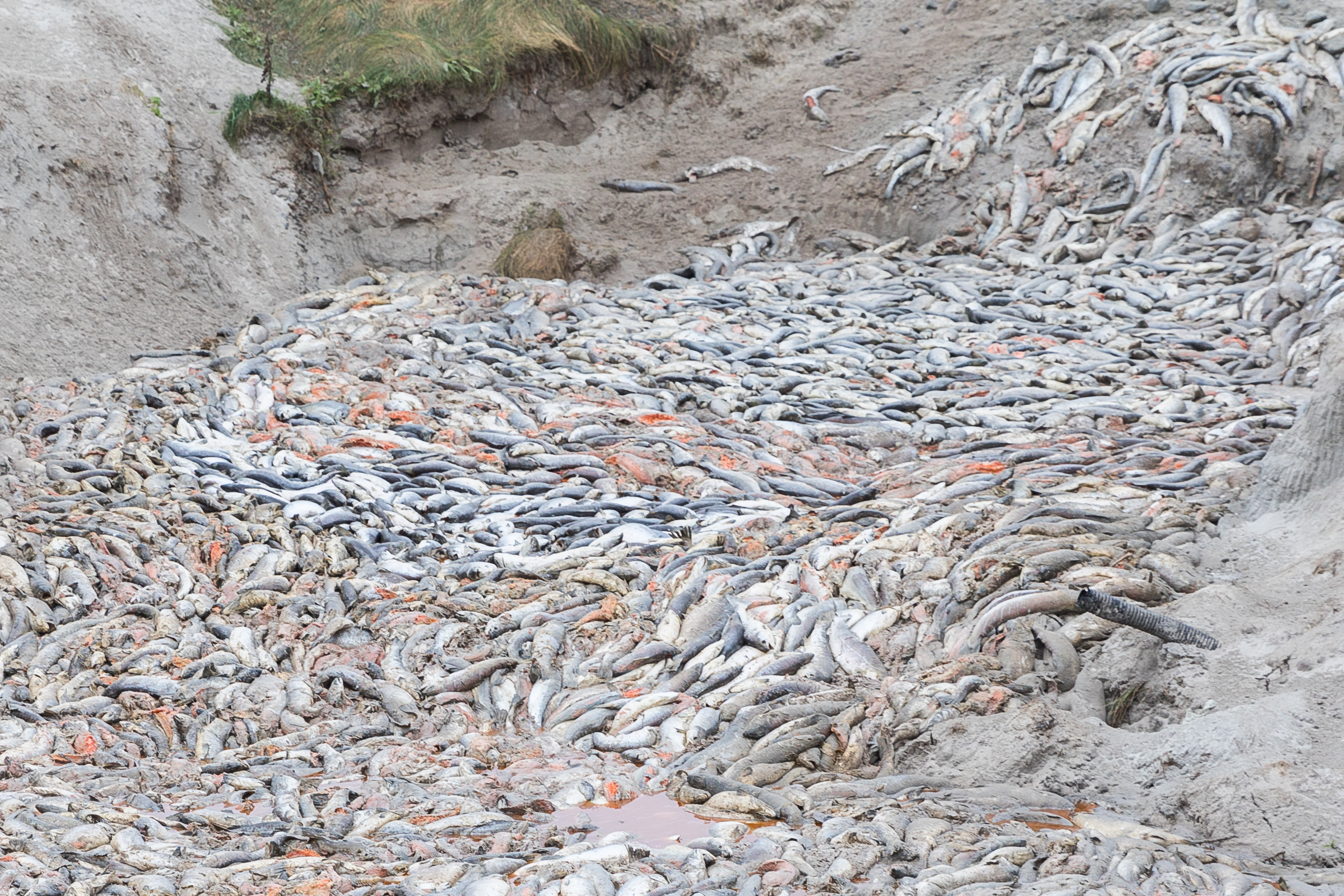 An enormous dump of millions of dead salmon by the fish farming industry in the north west of Scotland revealed this week.