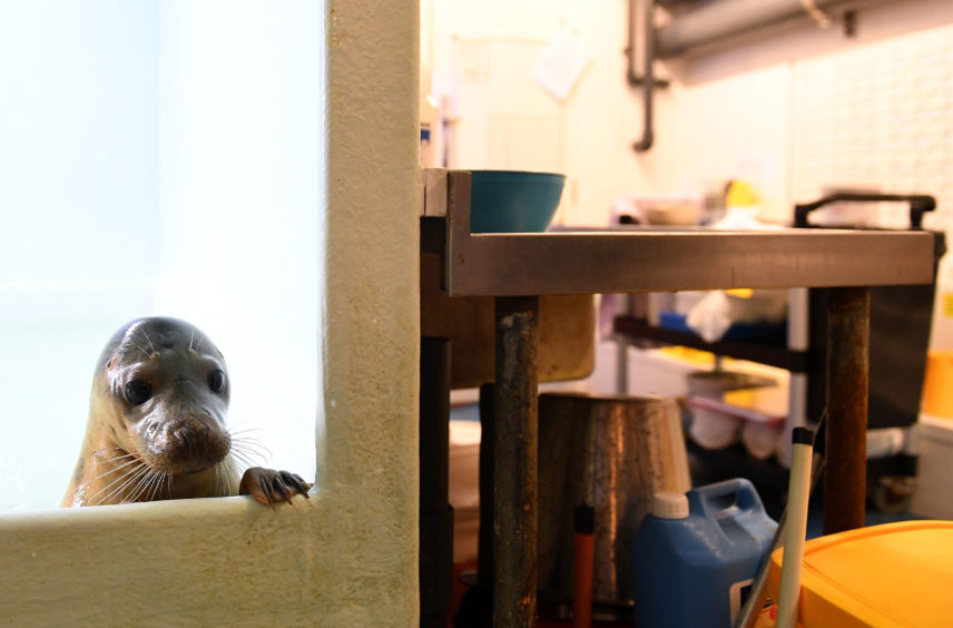 Common seal Jonny looks out from its pen in the seal hospital at Sea Life sanctuary in Hunstanton, Norfolk, which is home to a variety of marine animals
