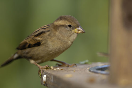 A house sparrow