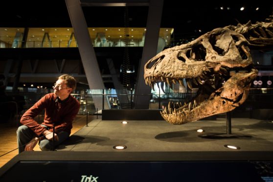 Dutch paleontologist Anne Schulp, poses next to Trix, the most complete skeleton of Tyrannosaurus rex in the World, which was discovered in Montana (USA) in 2013, as he addresses the media during the presentation of the exhibtion 'T. Rex', at Cosmocaixa in Barcelona, northeastern Spain.