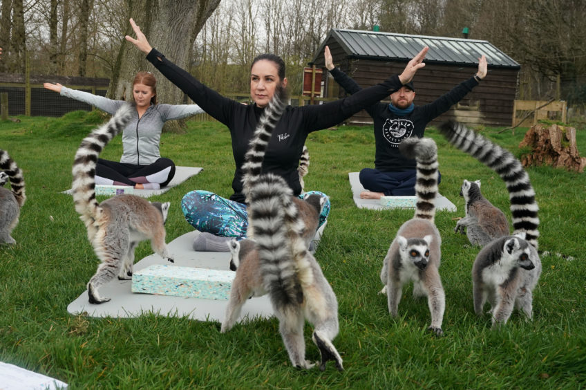 Armathwaite Hall hotel in Keswick, Cumbria, holds Lemoga classes with the lemurs from Lake District Wild Life Park mingling to help participants de-stress