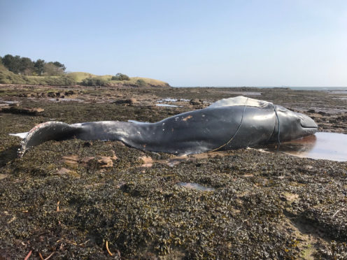 The whale washed up at Dunbar