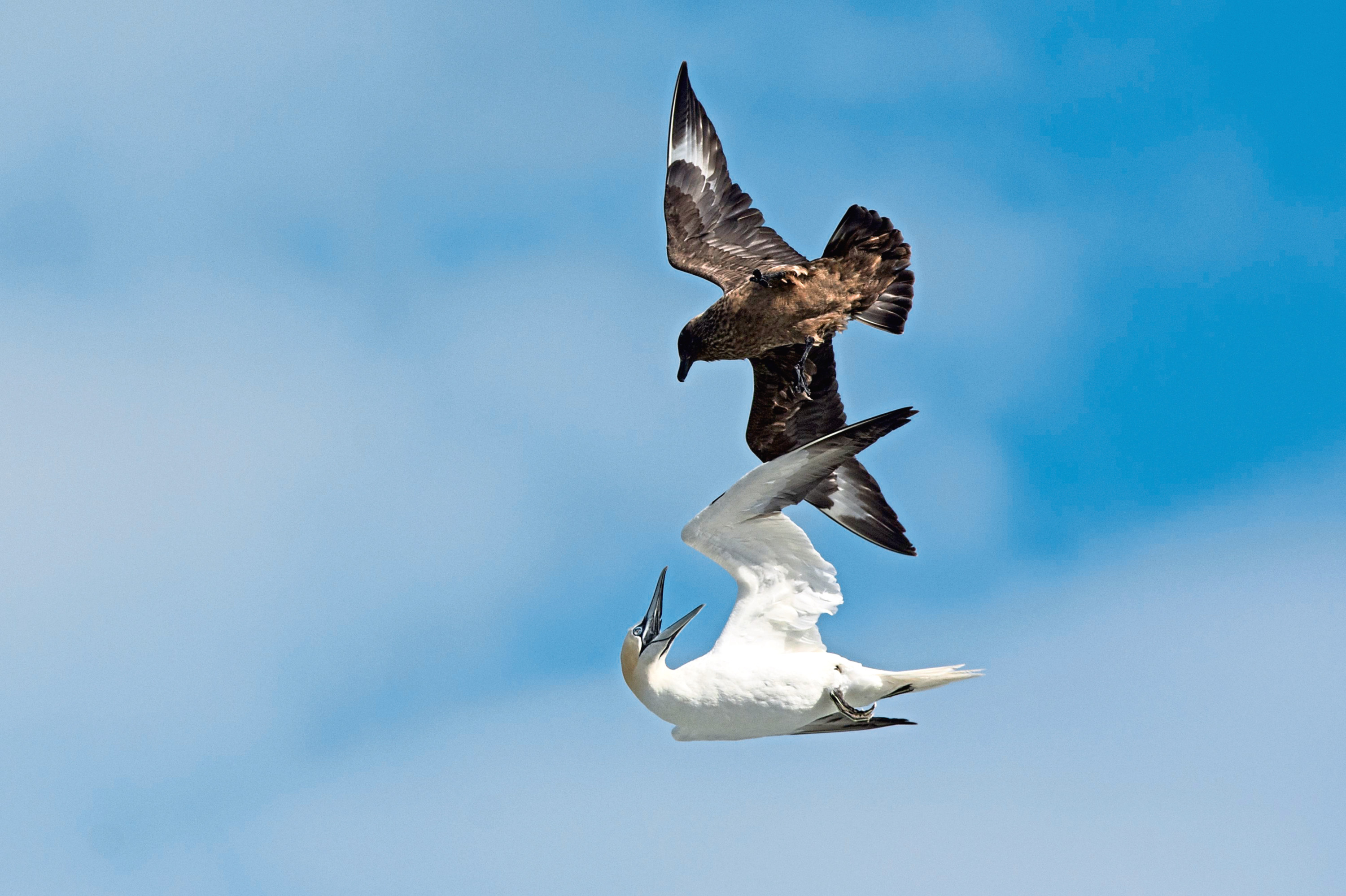 Great Skua, Stercorarius skua, attacking Gannet on route back to its colony, to make it disgorge fish, behavior known as Kleptoparasitism, parasitism by theft, Hermaness, Unst, Shetland.