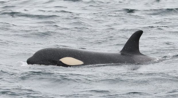 One of the orcas sighted  from the John o' Groats Ferries in the Pentland Firth.
