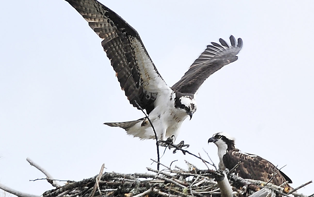 A male osprey brings a twig to his female mate to build their nest before eggs are laid