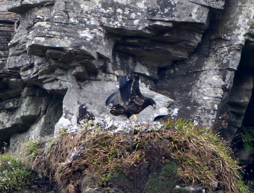 Orkney Sea Eagle adult pair.