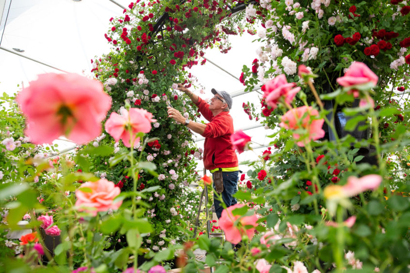 A green-fingered entrant prunes roses during preparations for the Royal Horticultural Society’s Chelsea Flower Show in London