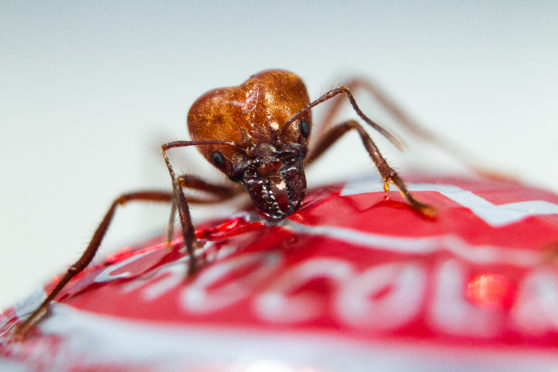 "Soldier" leaf-cutter ants, from Trinidad, which will be appearing in a theatre play at Tramway in Glasgow