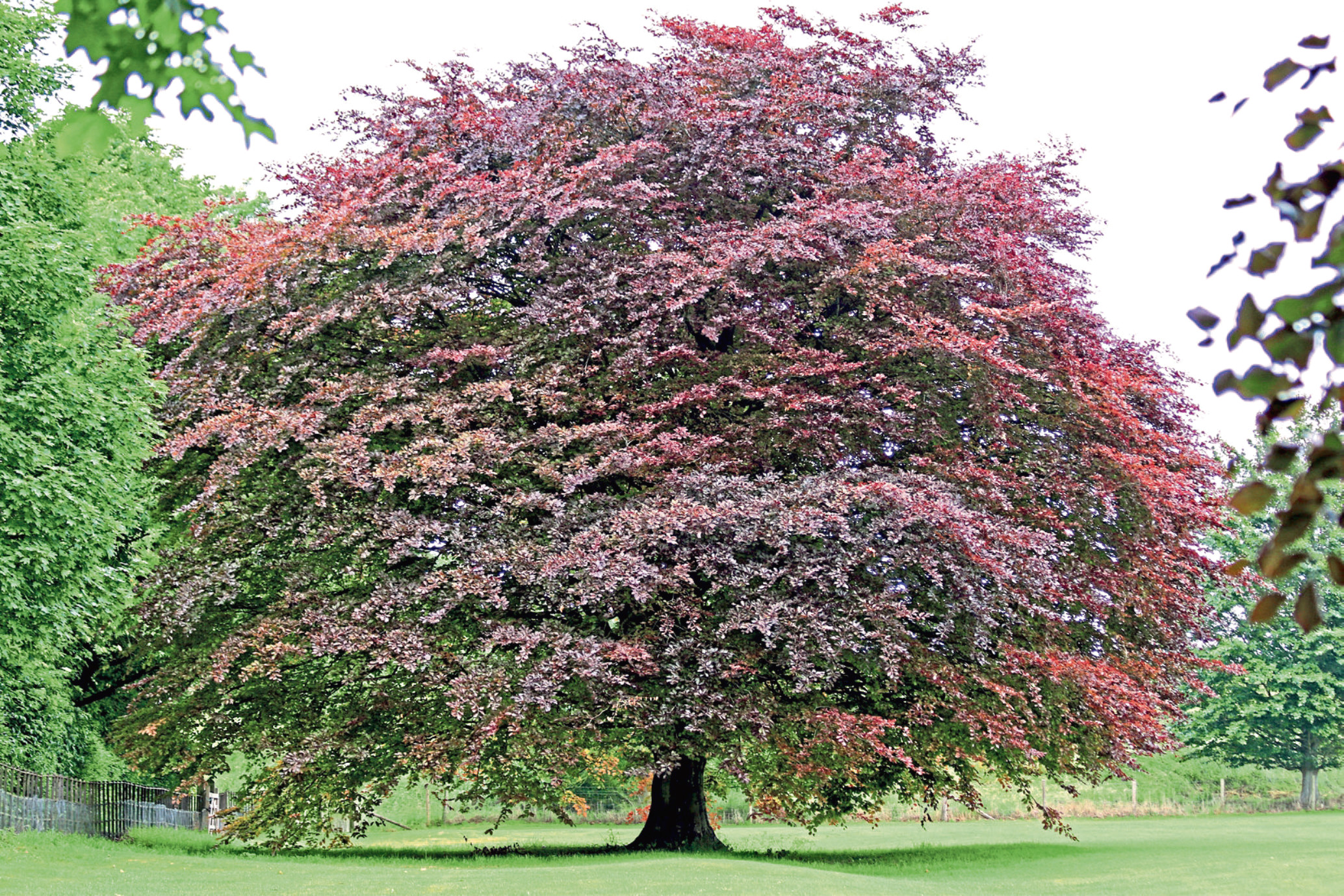 A fagus sylvatica purpurea or copper beech tree. Trees have had a special place in our culture for thousands of years