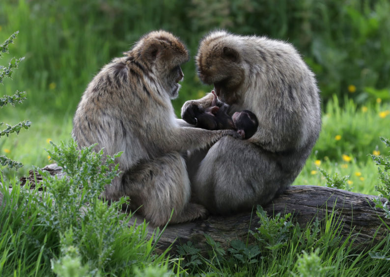 Barbary macaque Daisy in the arms of her dad Oliver with mum Coral at Blair Drummond Safari Park near Stirling. Dads can go for free today for Father’s Day
