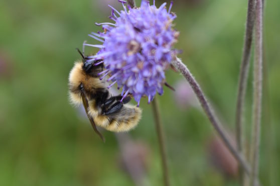 A Great Yellow Bumblebee in Orkney