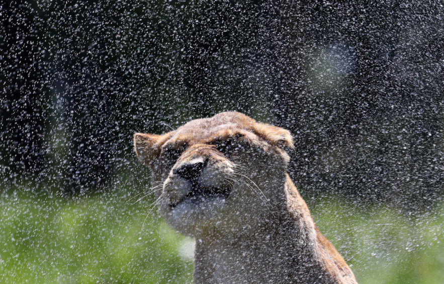 A lioness cools down beside a sprinkler at Blair Drummond Safari Park, Scotland