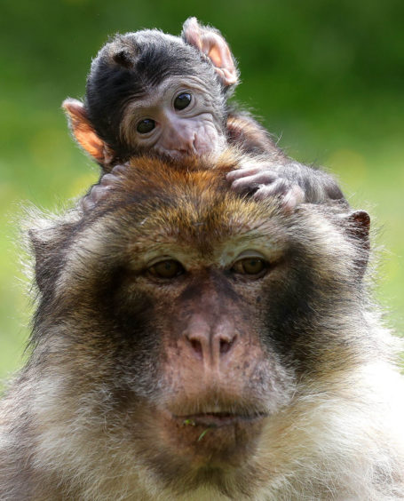 A tiny Barbary Macaque clings on to his mother as staff at Blair Drummond Safari Park near Stirling celebrate a baby boom with four primate births