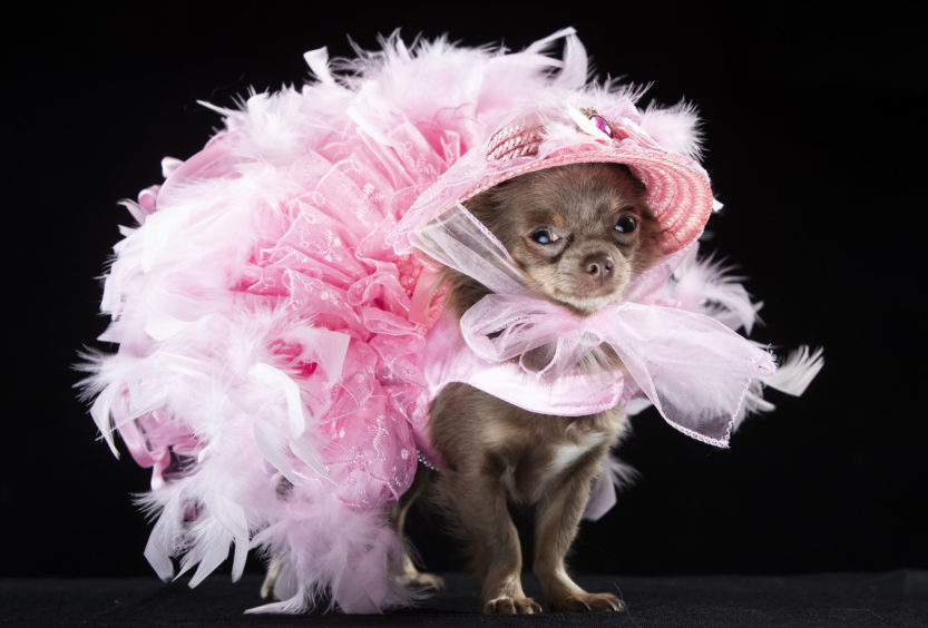 Show mascot Genevieve, a long coat Chihuahua, looks adorable wearing a fairy dress at Furbabies Dog Show in Wetherby, West Yorkshire