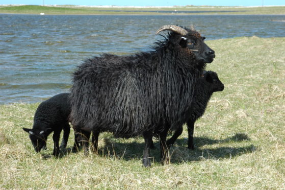 The Hebridean sheep is a northern short-tail, which is thought to have been brought to our country by the Vikings