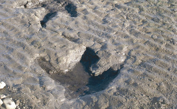 Dinosaur footprints at An Corran