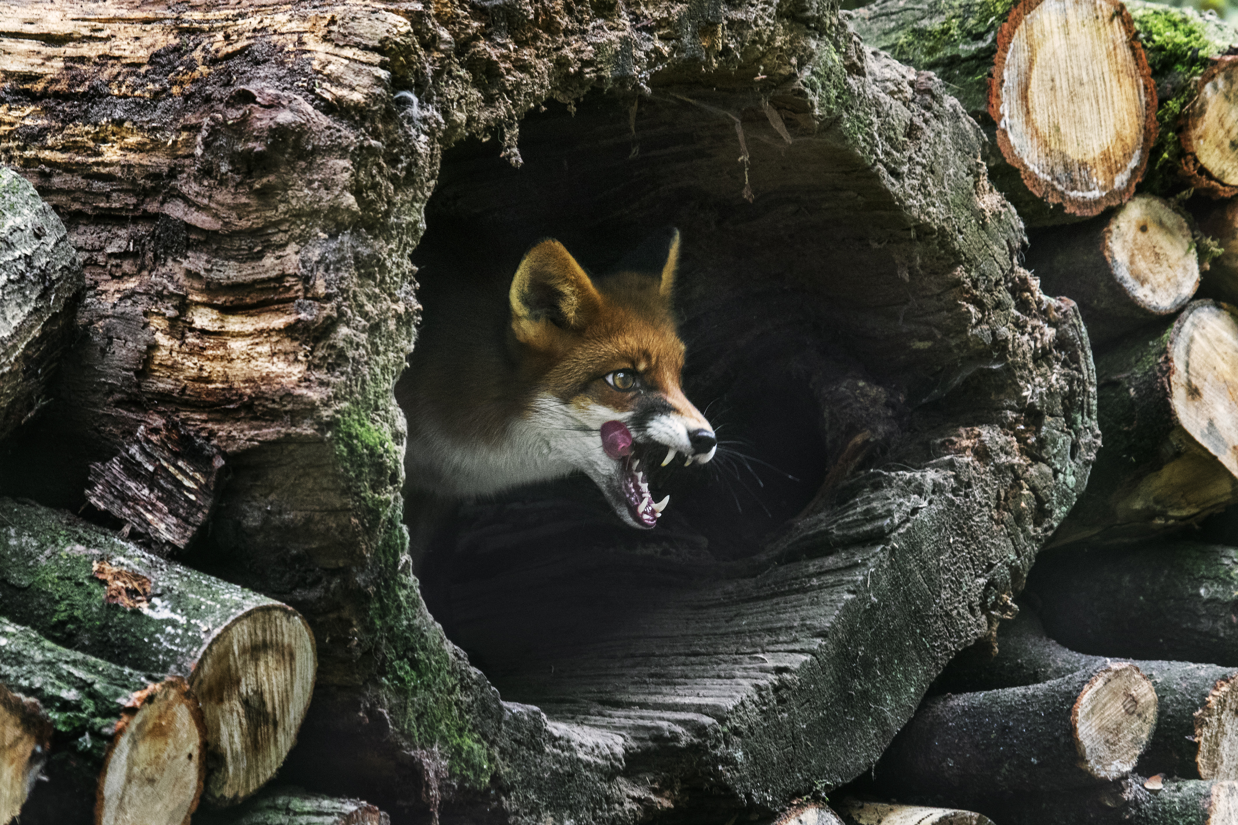 Red fox (Vulpes vulpes) in hollow tree trunk in woodpile in forest.