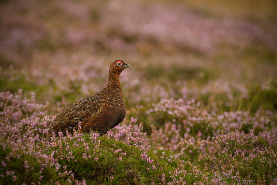 A grouse