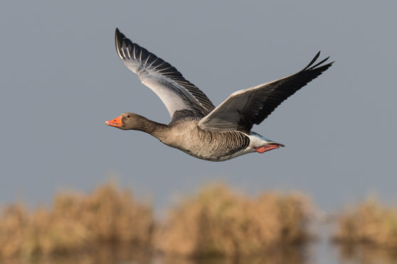 A greylag goose