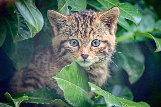 A rare Scottish wildcat kitten