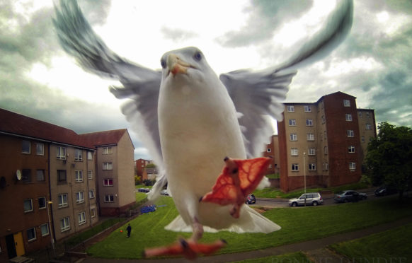 A seagull swoops for scraps in Menzieshill area of Dundee