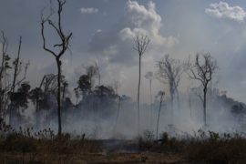 UK demand for beef and soy fuelling Amazon fires, wildlife groups warn