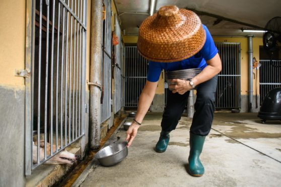 a dog is fed at the Canidrome Club in Macua, Asia’s only legal dog-racing track, in 2018. The track has since been closed down