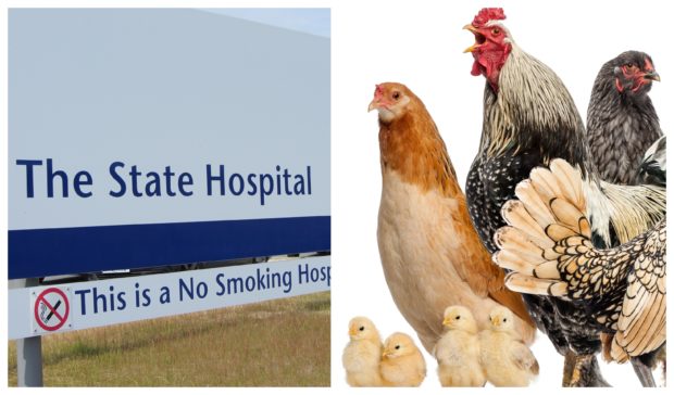 Chickens are among the animals being used at The State Hospital