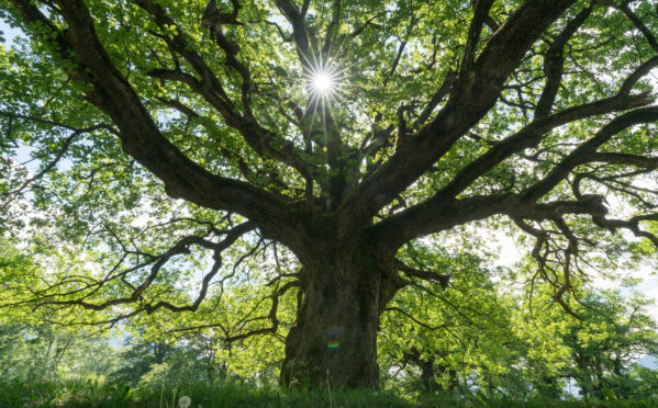 A majestic old oak