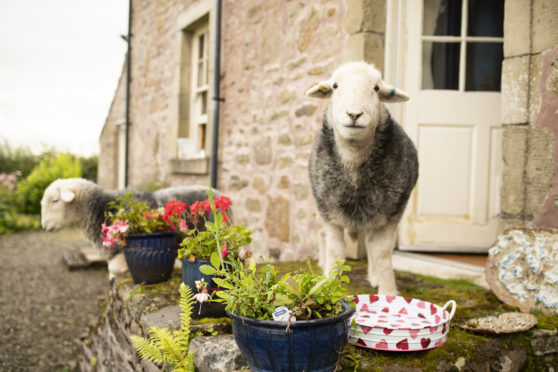 Hamish the sheep at the Airbnb near Loch Lomond