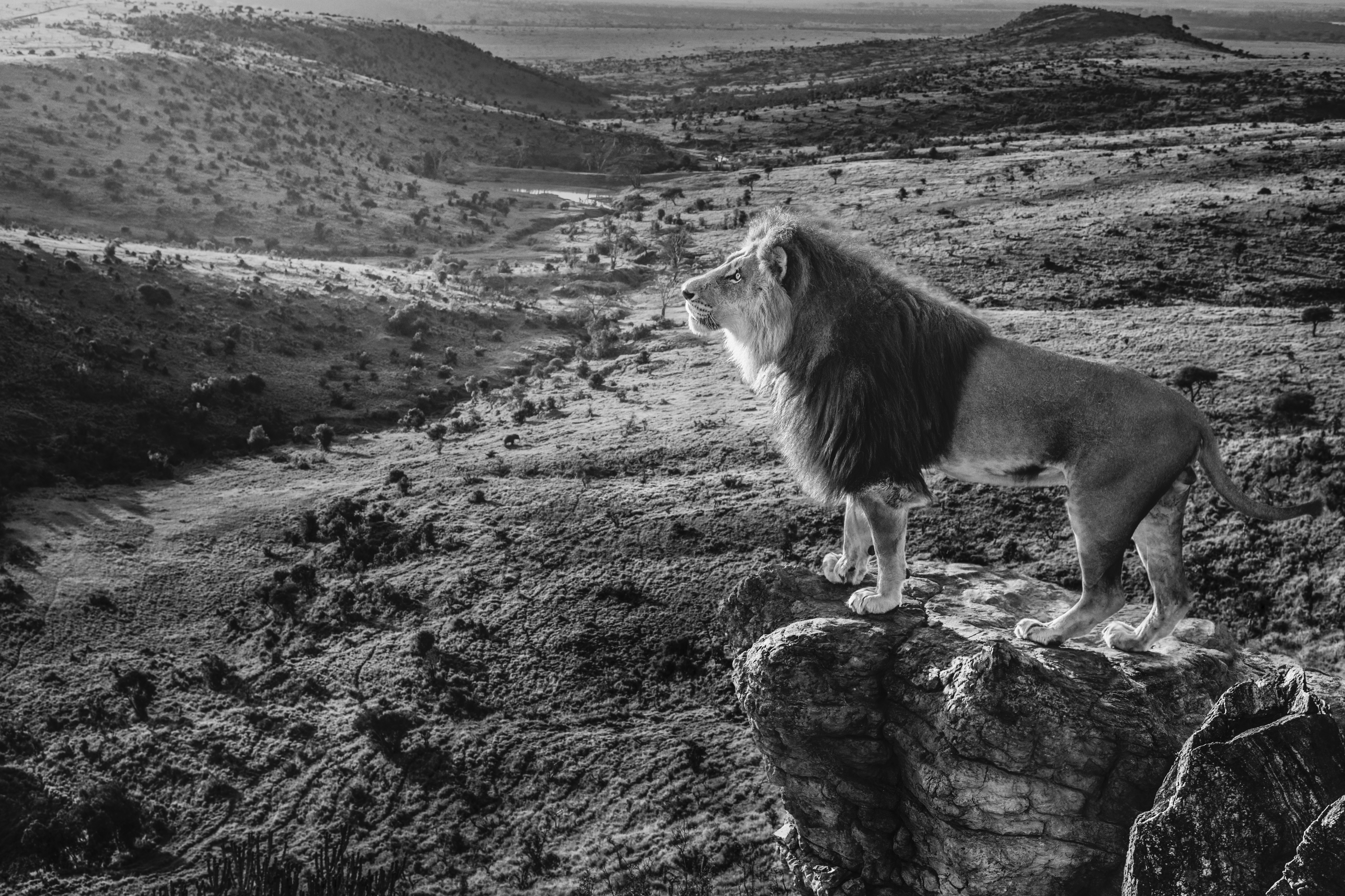 David's image of a lion on Pride Rock is a composite of two images, recreating the iconic scene of Simba in The Lion King