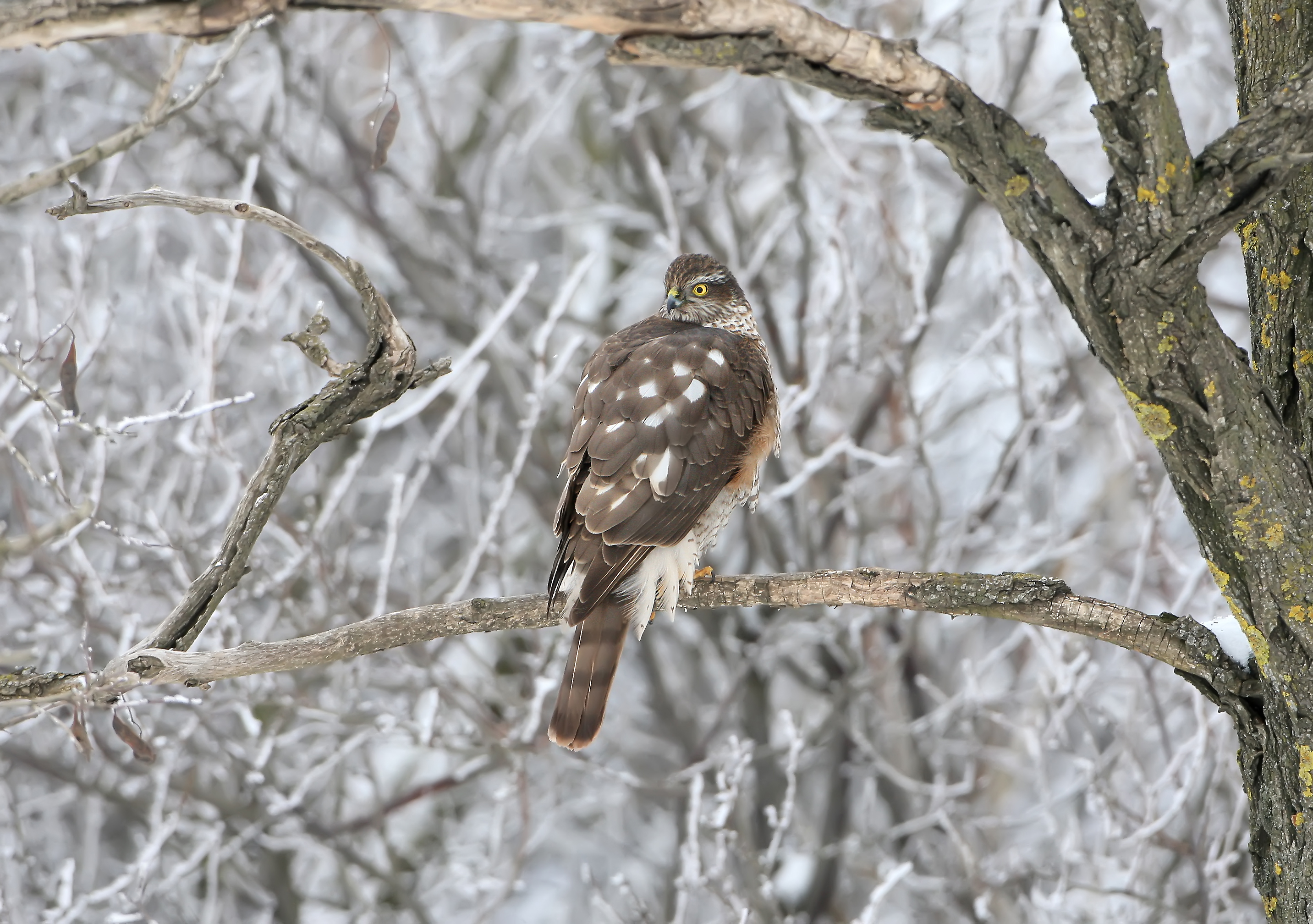 A Sparrowhawk sits on the branch in a winter forest