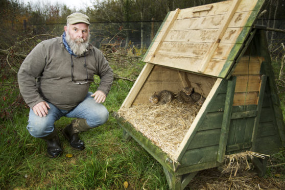 Derek Gow with some of the wildcats he plans to release into the wild